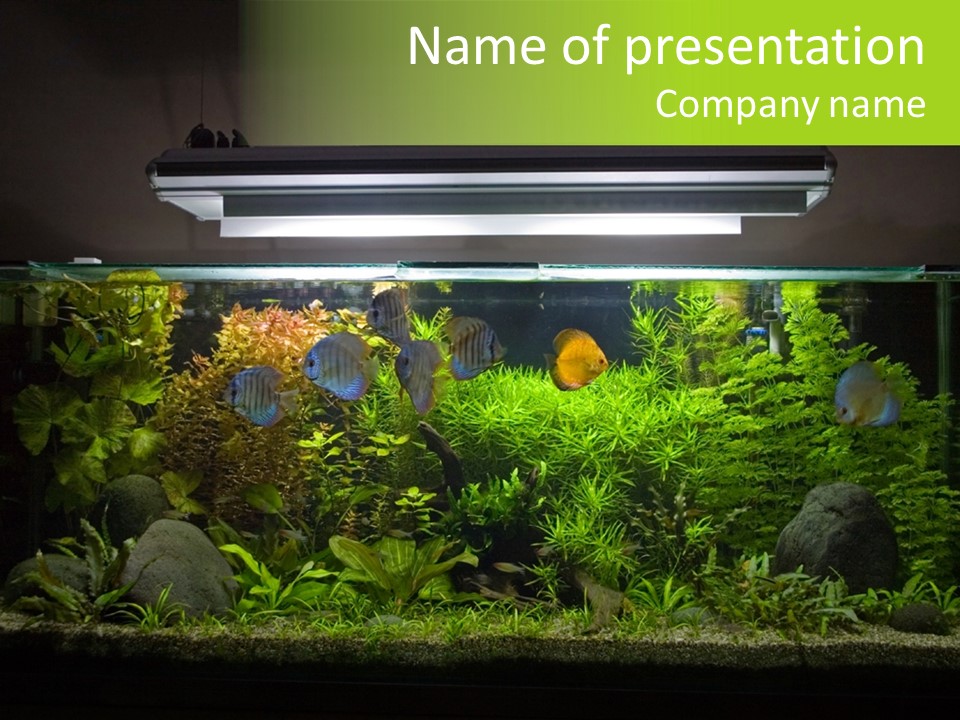 A Fish Tank Filled With Lots Of Green Plants PowerPoint Template