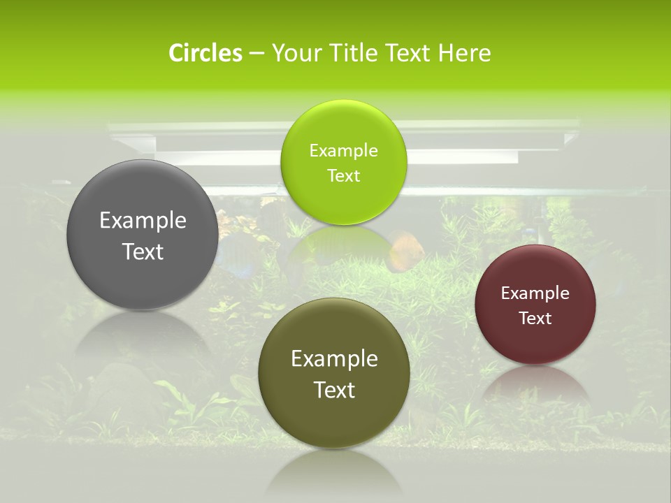 A Fish Tank Filled With Lots Of Green Plants PowerPoint Template