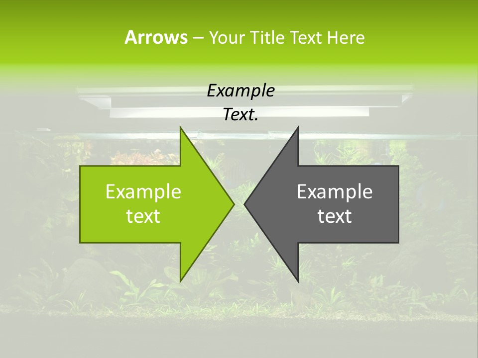 A Fish Tank Filled With Lots Of Green Plants PowerPoint Template