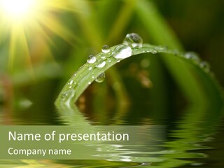 Green Grass With Raindrops Background PowerPoint Template