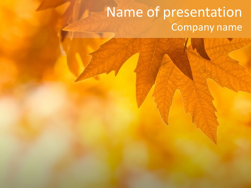 Autumn Leaves, Very Shallow Focus PowerPoint Template