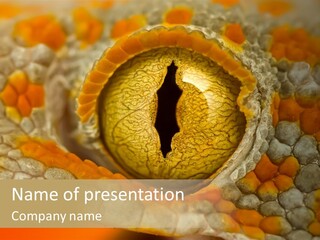 A Macro Shot Of The Eye Of A Tokay Gecko PowerPoint Template