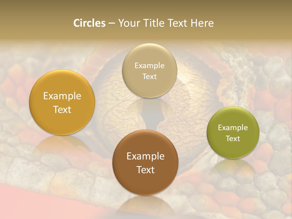 A Macro Shot Of The Eye Of A Tokay Gecko PowerPoint Template