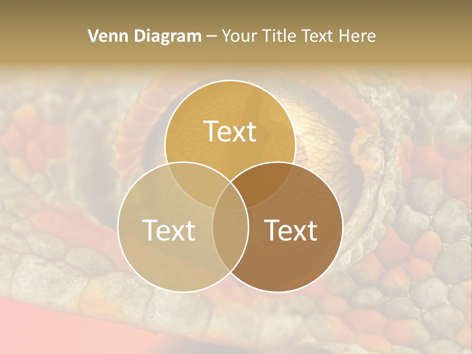 A Macro Shot Of The Eye Of A Tokay Gecko PowerPoint Template