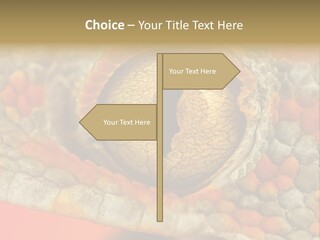 A Macro Shot Of The Eye Of A Tokay Gecko PowerPoint Template