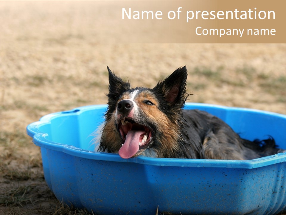 A Dog Sitting In A Blue Tub With His Tongue Out PowerPoint Template