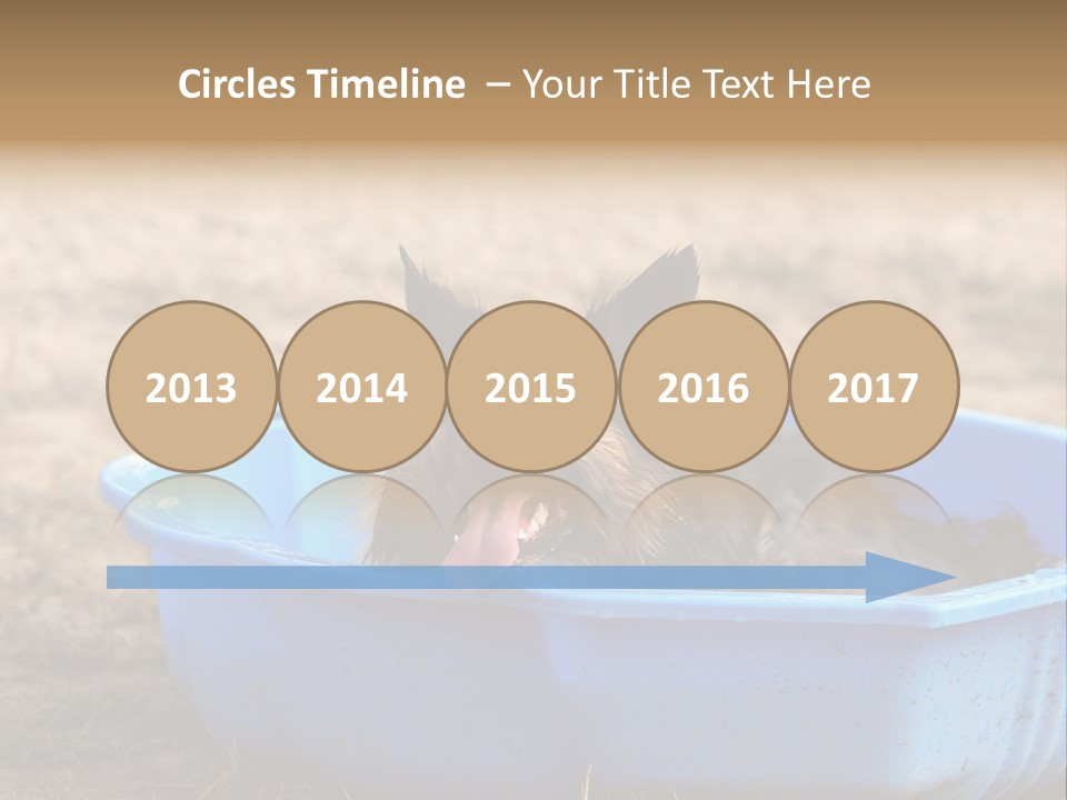 A Dog Sitting In A Blue Tub With His Tongue Out PowerPoint Template