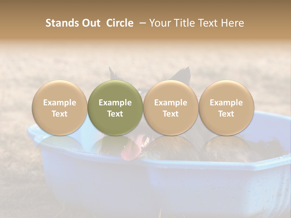 A Dog Sitting In A Blue Tub With His Tongue Out PowerPoint Template