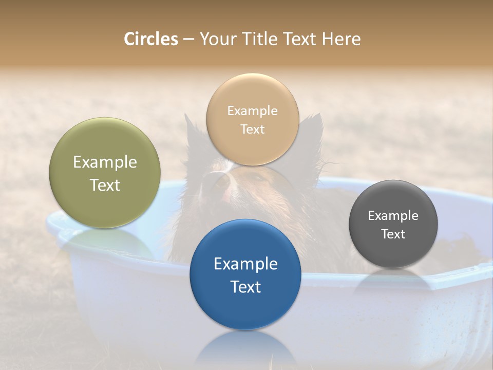 A Dog Sitting In A Blue Tub With His Tongue Out PowerPoint Template