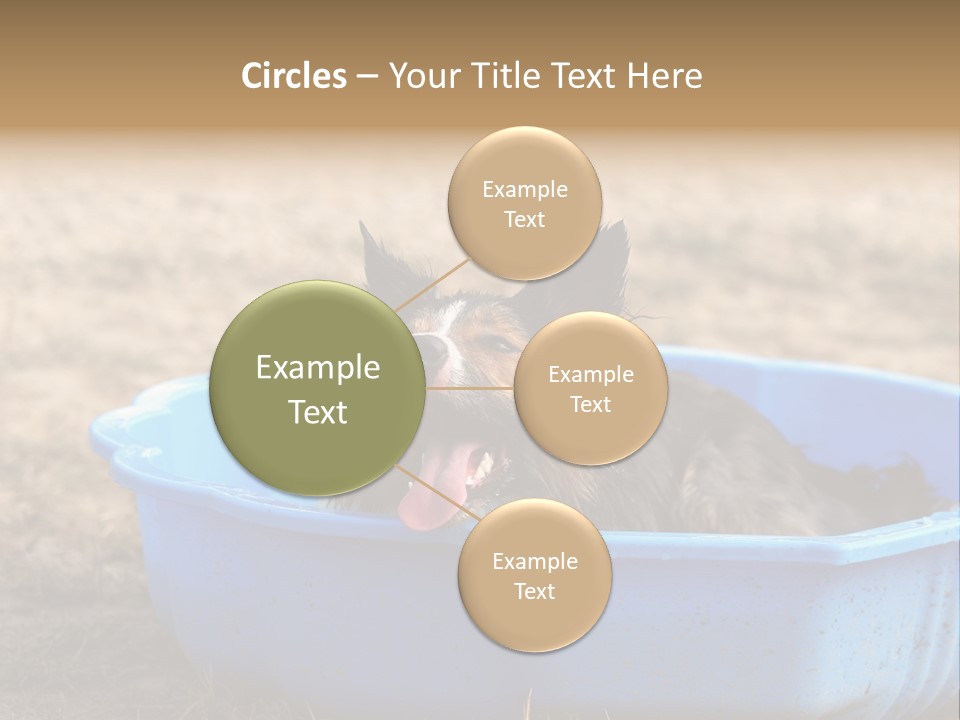 A Dog Sitting In A Blue Tub With His Tongue Out PowerPoint Template