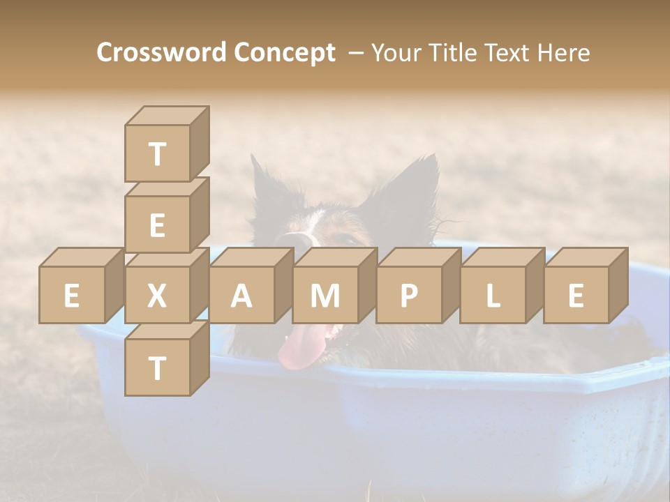 A Dog Sitting In A Blue Tub With His Tongue Out PowerPoint Template