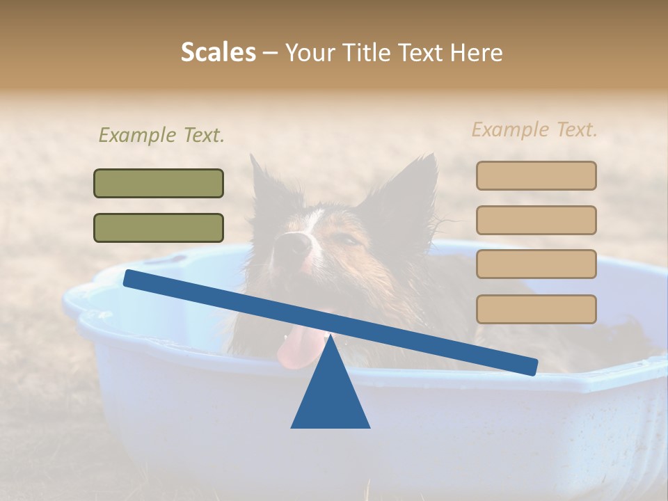 A Dog Sitting In A Blue Tub With His Tongue Out PowerPoint Template