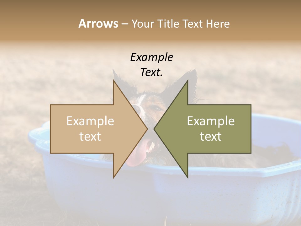 A Dog Sitting In A Blue Tub With His Tongue Out PowerPoint Template