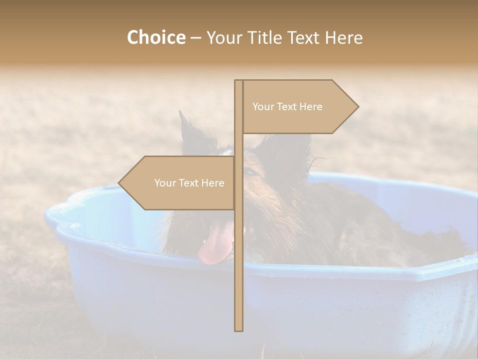 A Dog Sitting In A Blue Tub With His Tongue Out PowerPoint Template