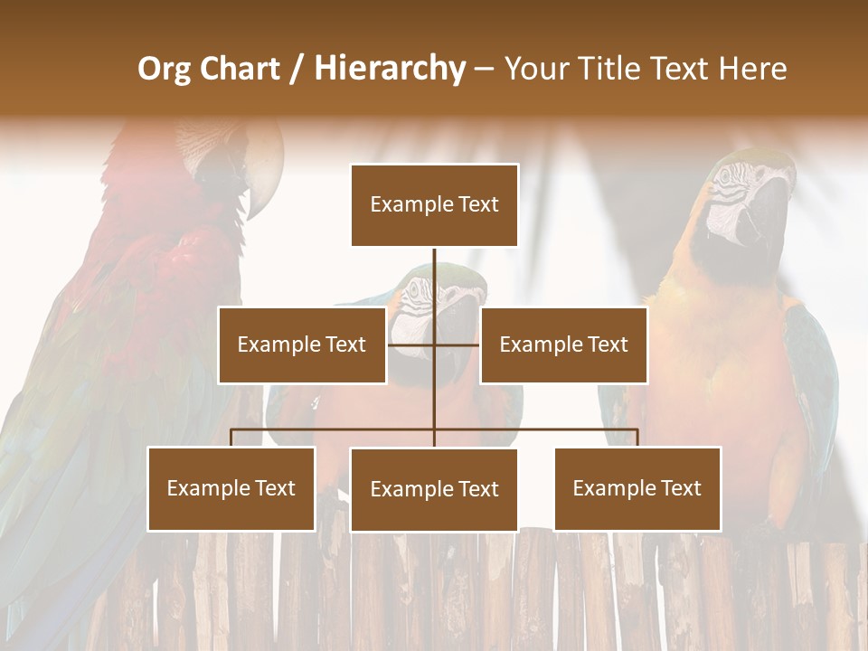 Bottles With Essential Oils Isolated On White Background PowerPoint Template