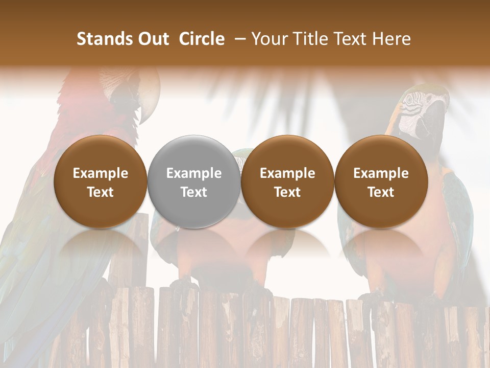 Bottles With Essential Oils Isolated On White Background PowerPoint Template