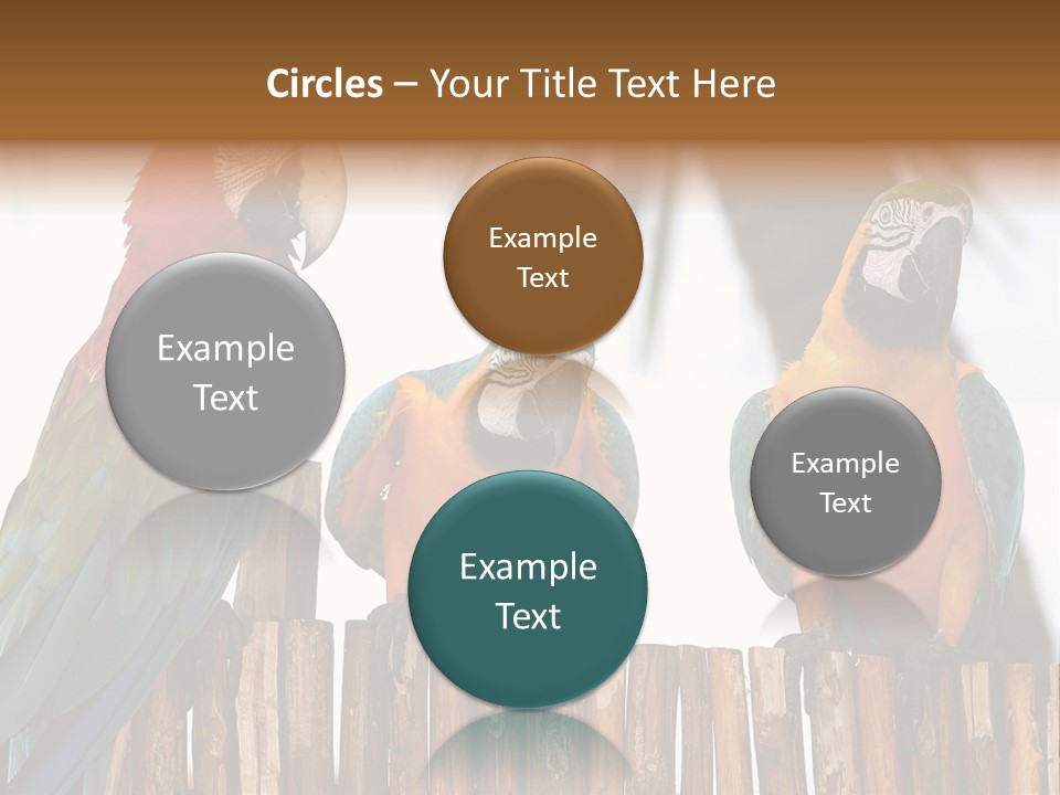 Bottles With Essential Oils Isolated On White Background PowerPoint Template