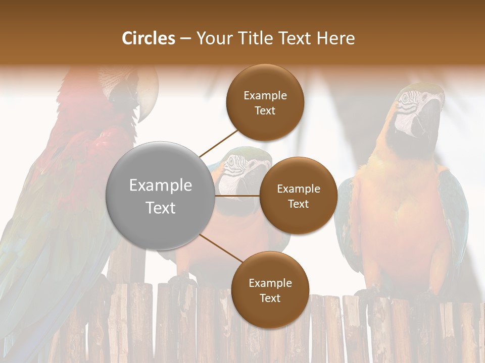 Bottles With Essential Oils Isolated On White Background PowerPoint Template