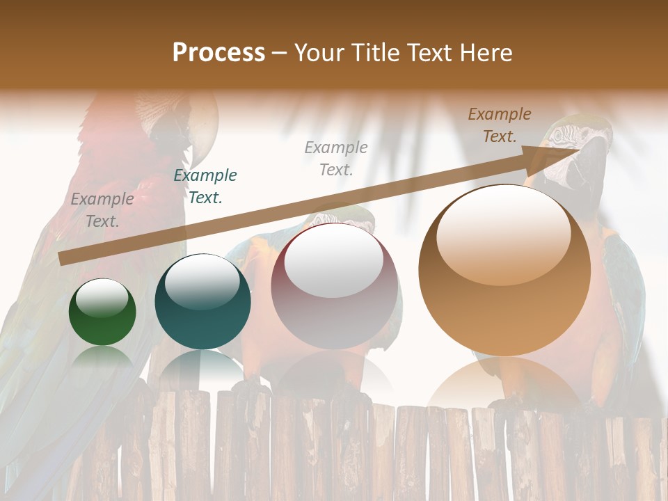 Bottles With Essential Oils Isolated On White Background PowerPoint Template