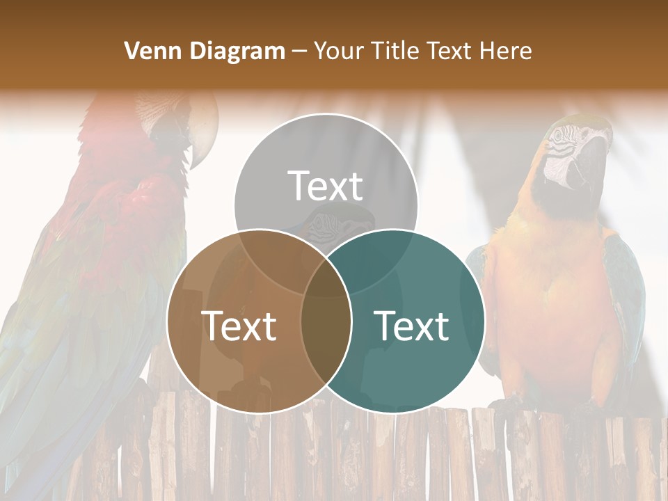 Bottles With Essential Oils Isolated On White Background PowerPoint Template