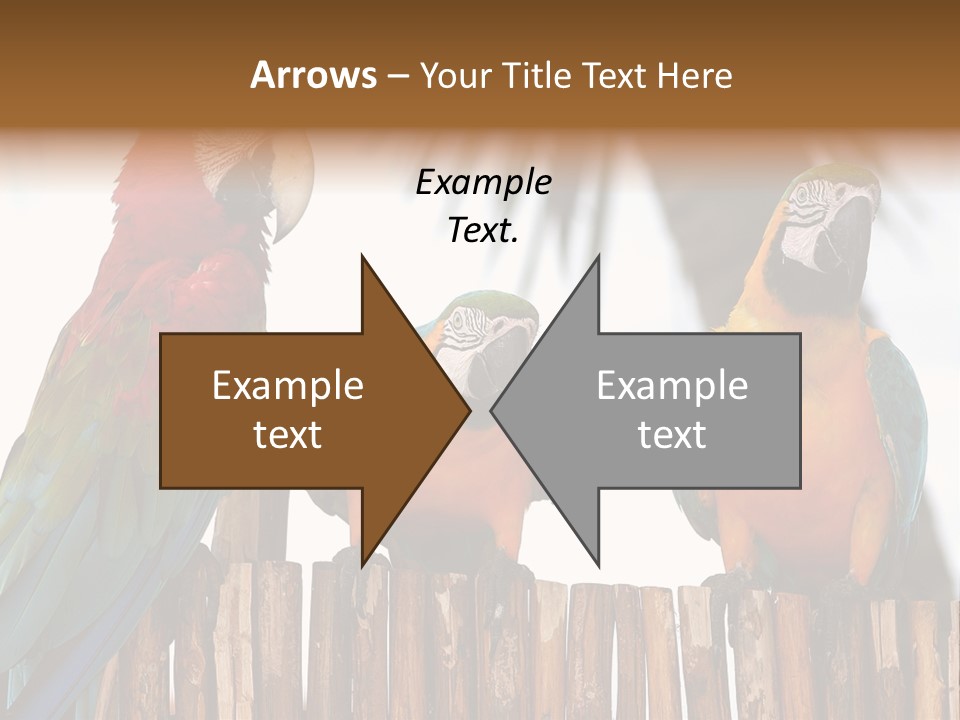 Bottles With Essential Oils Isolated On White Background PowerPoint Template