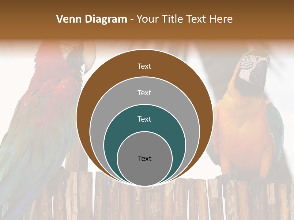 Bottles With Essential Oils Isolated On White Background PowerPoint Template