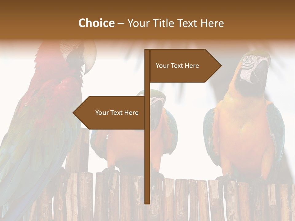 Bottles With Essential Oils Isolated On White Background PowerPoint Template