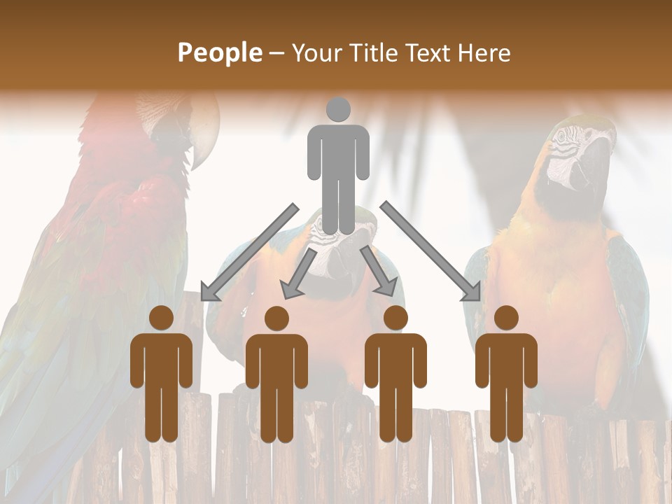 Bottles With Essential Oils Isolated On White Background PowerPoint Template