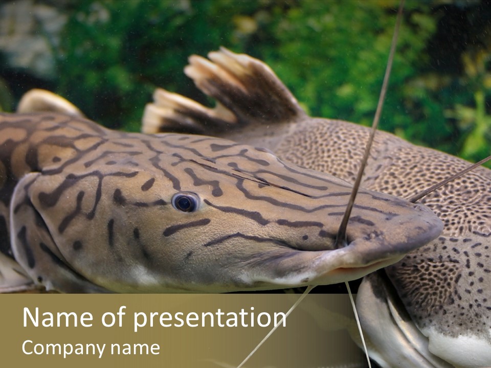 A Large Fish With An Arrow In It's Mouth PowerPoint Template