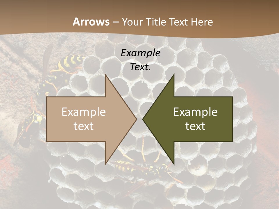 Hornet Nest PowerPoint Template