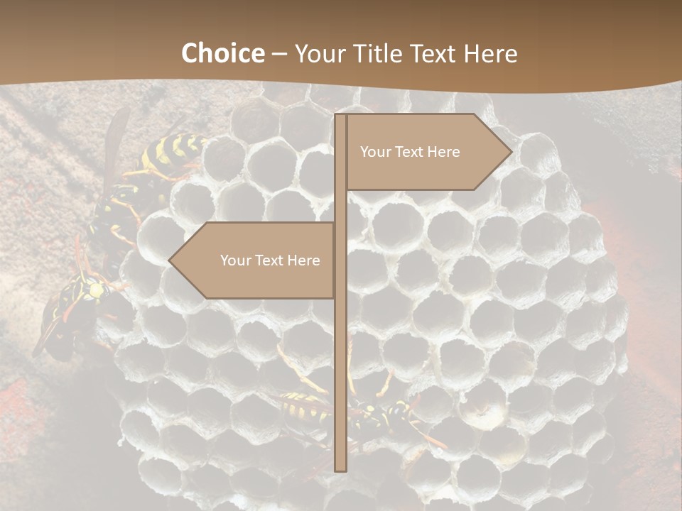 Hornet Nest PowerPoint Template