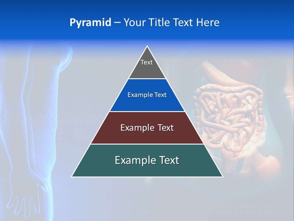 A Human Body With A Large Intestion In The Middle Of It PowerPoint Template