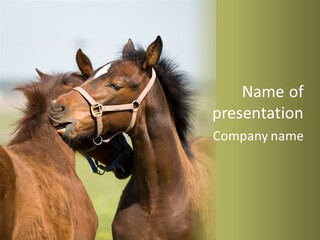 Two Foal In Field PowerPoint Template