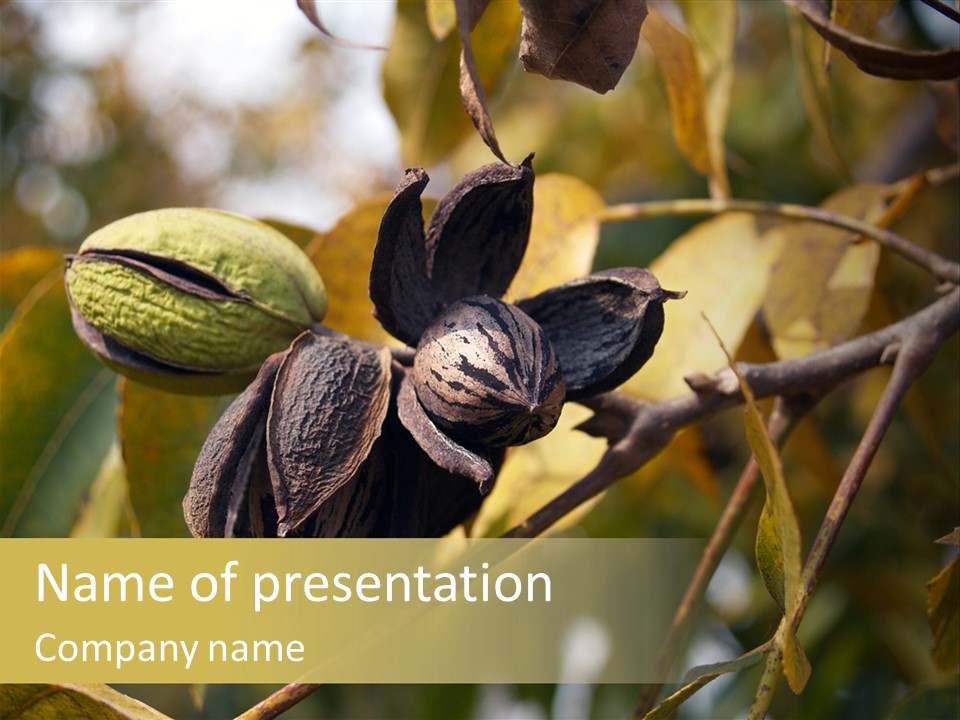 A Nut Tree With Nuts On It's Branches PowerPoint Template