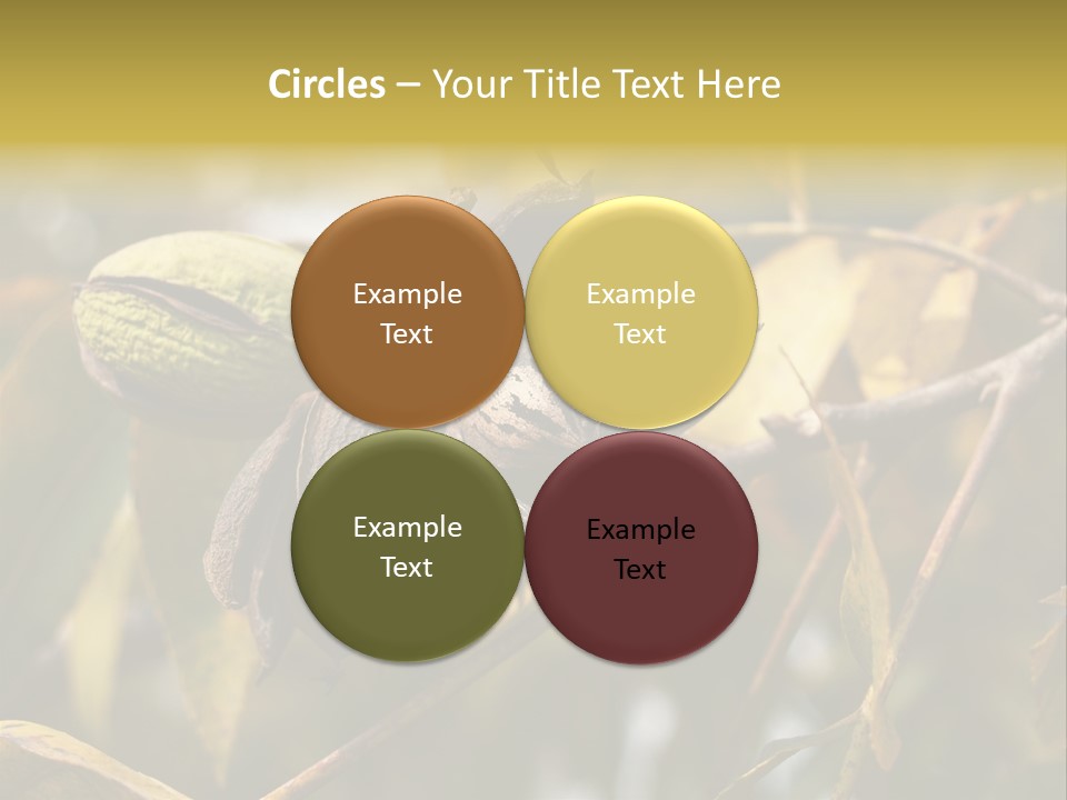 A Nut Tree With Nuts On It's Branches PowerPoint Template