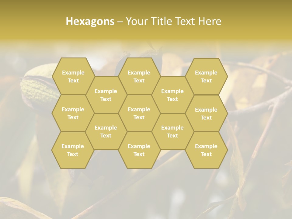 A Nut Tree With Nuts On It's Branches PowerPoint Template