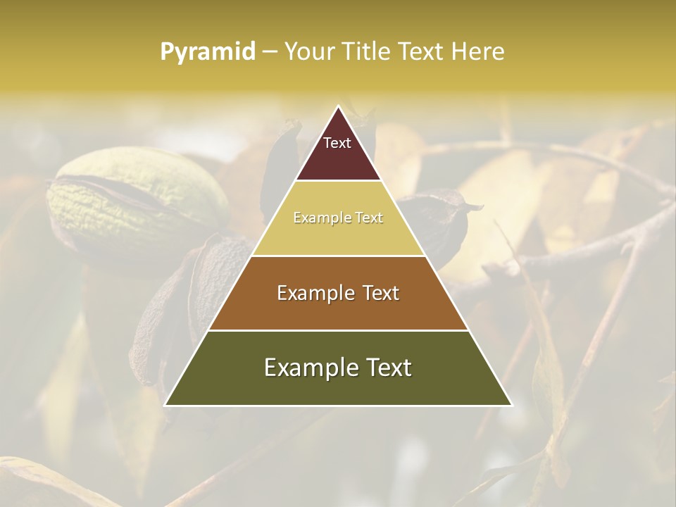 A Nut Tree With Nuts On It's Branches PowerPoint Template