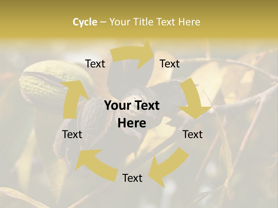 A Nut Tree With Nuts On It's Branches PowerPoint Template