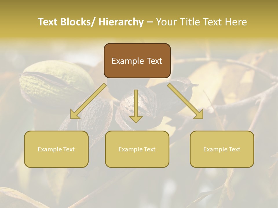 A Nut Tree With Nuts On It's Branches PowerPoint Template