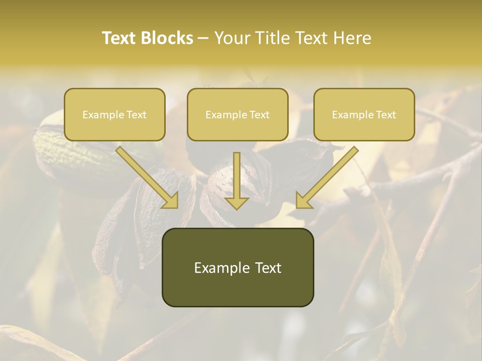 A Nut Tree With Nuts On It's Branches PowerPoint Template