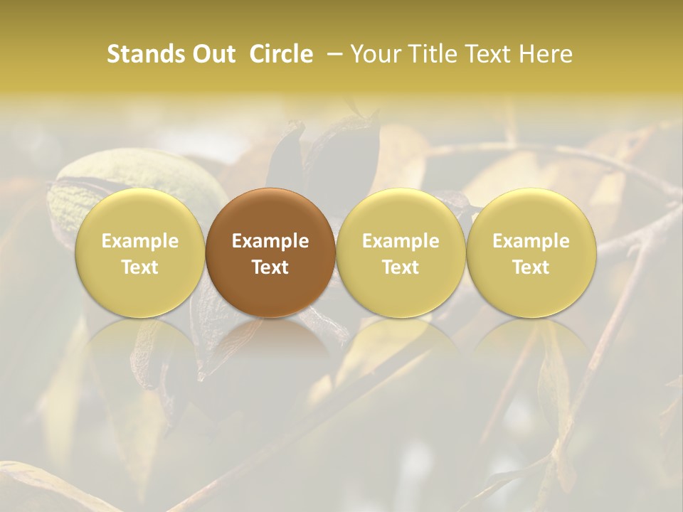 A Nut Tree With Nuts On It's Branches PowerPoint Template