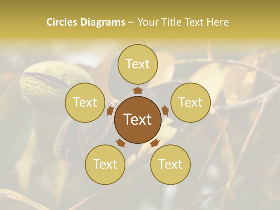 A Nut Tree With Nuts On It's Branches PowerPoint Template