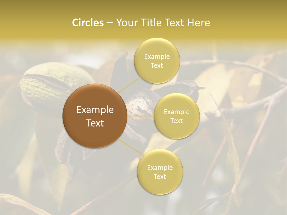 A Nut Tree With Nuts On It's Branches PowerPoint Template