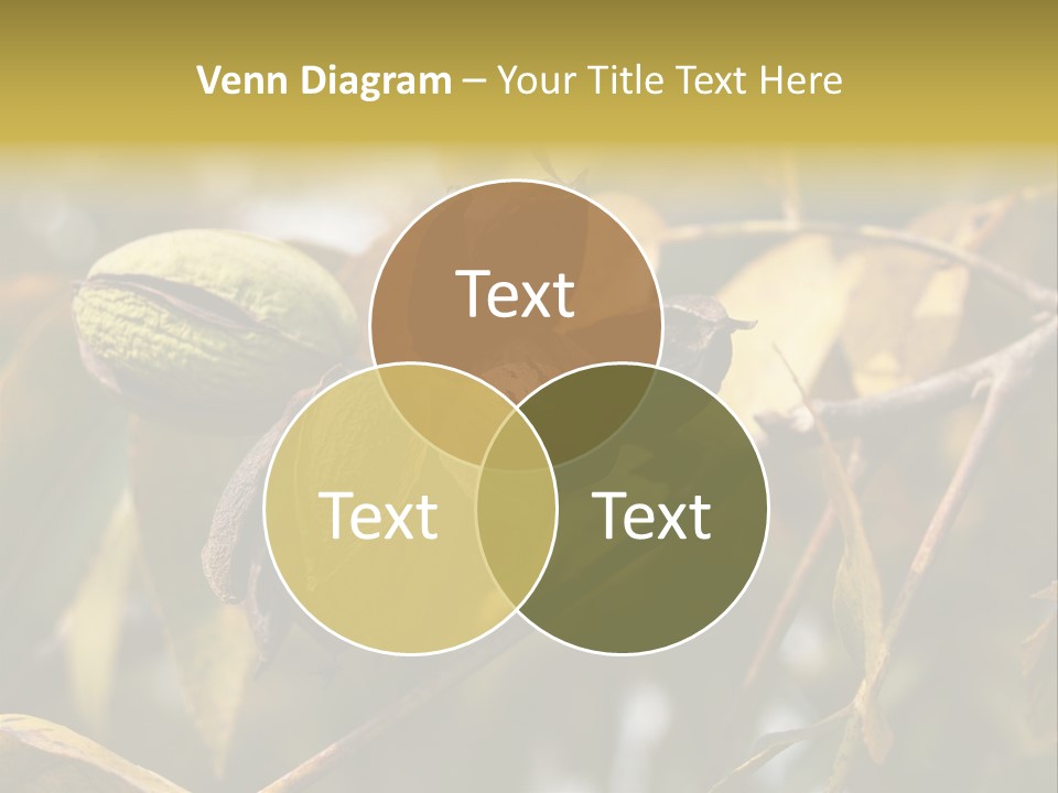 A Nut Tree With Nuts On It's Branches PowerPoint Template