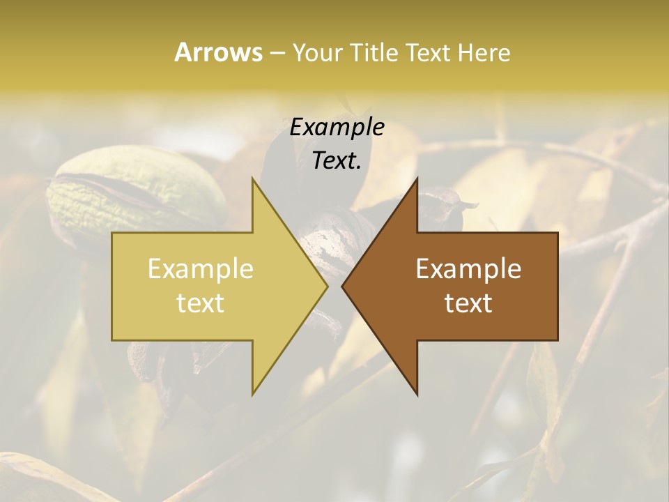 A Nut Tree With Nuts On It's Branches PowerPoint Template