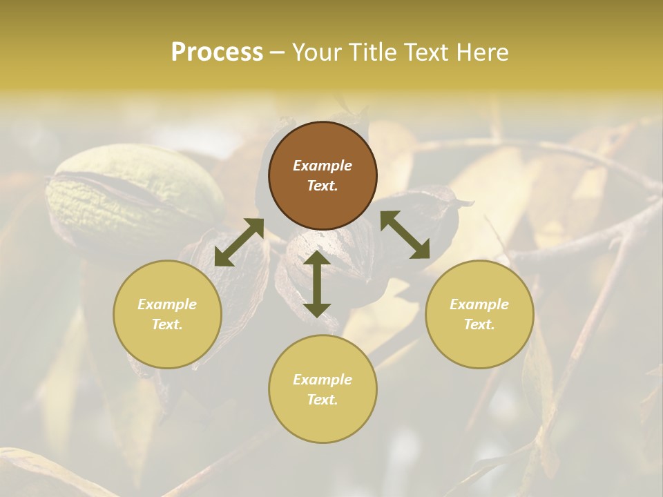 A Nut Tree With Nuts On It's Branches PowerPoint Template