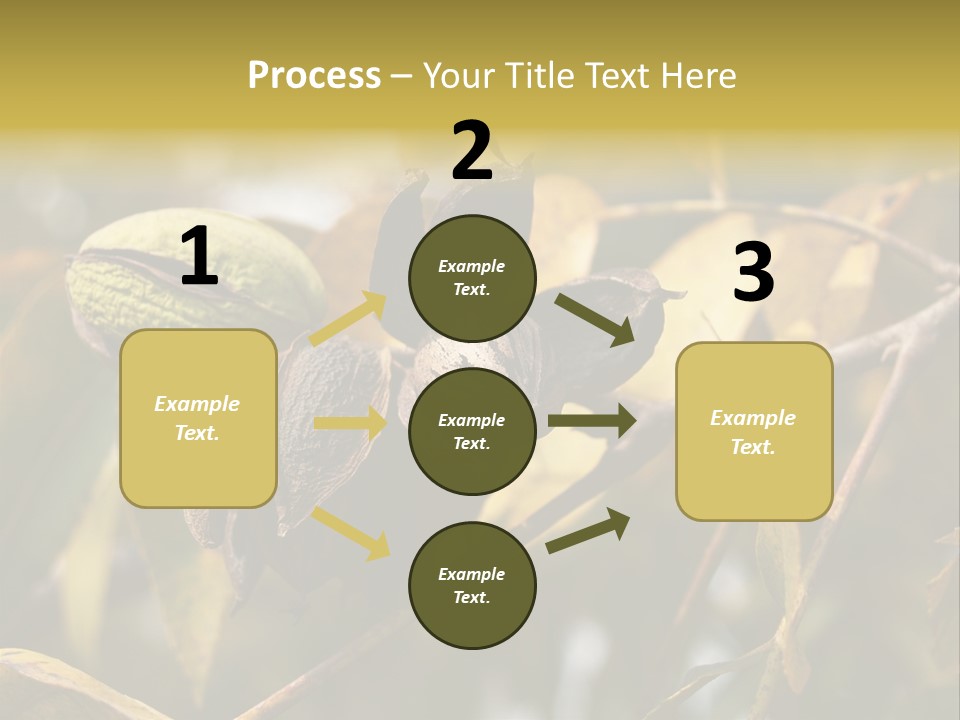 A Nut Tree With Nuts On It's Branches PowerPoint Template
