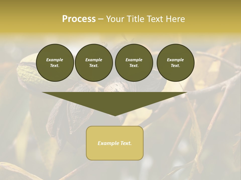 A Nut Tree With Nuts On It's Branches PowerPoint Template