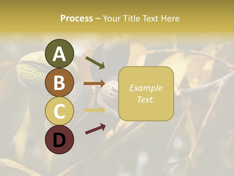 A Nut Tree With Nuts On It's Branches PowerPoint Template