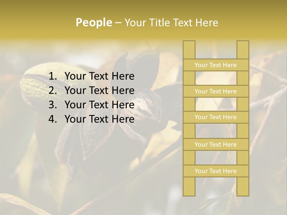 A Nut Tree With Nuts On It's Branches PowerPoint Template